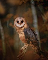 Barn owl in forest Poster och Canvastavla