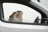 Busted! For speeding Poster och Canvastavla