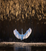 Swan lake Poster och Canvastavla