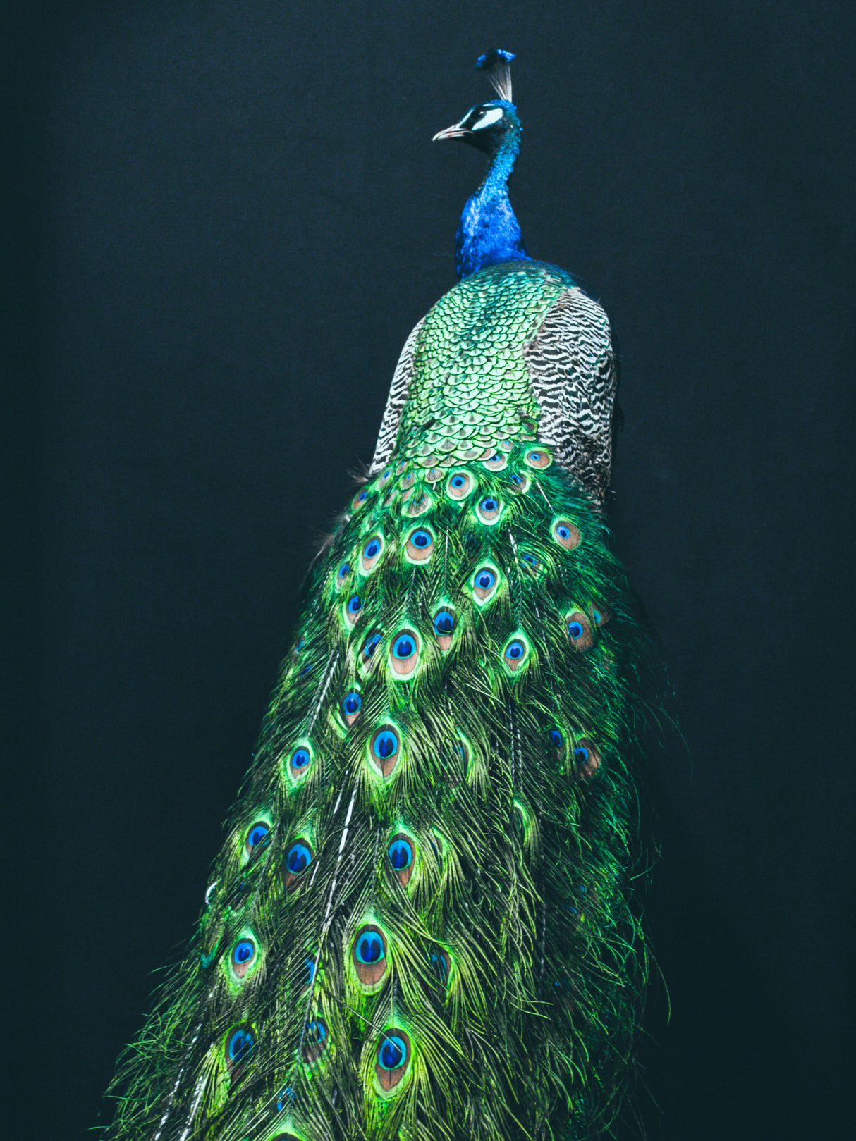 Peacock I Poster och Canvastavla