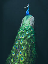 Peacock I Poster och Canvastavla