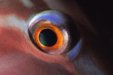 In the Eye Poster och Canvastavla