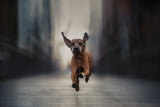 Run like the Wind (Vol. II) Poster och Canvastavla