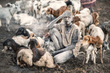 Mundari Shepherding Poster och Canvastavla