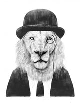 Sir Lion Poster och Canvastavla