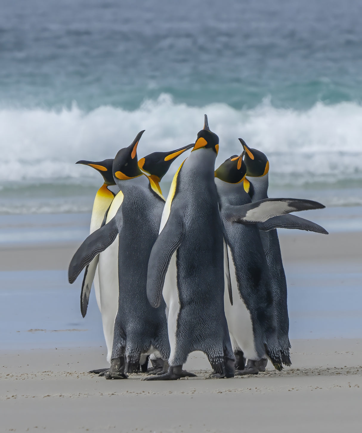 Penguins‘ Group Dancing Poster och Canvastavla