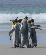 Penguins‘ Group Dancing Poster och Canvastavla