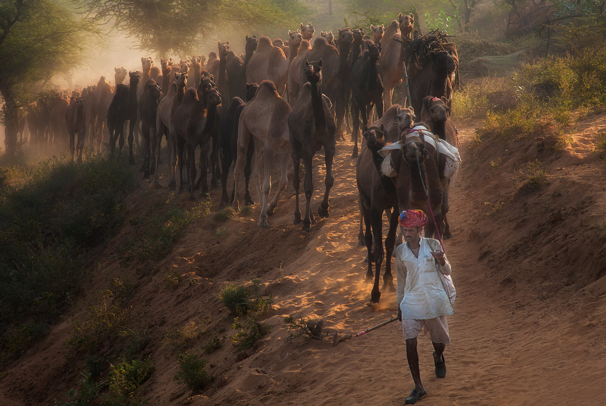 Camel March Poster och Canvastavla