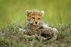 Cute Cheetah Cub... Poster och Canvastavla