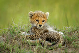 Cute Cheetah Cub... Poster och Canvastavla