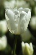 white tulip close up Poster och Canvastavla