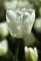 white tulip close up Poster och Canvastavla