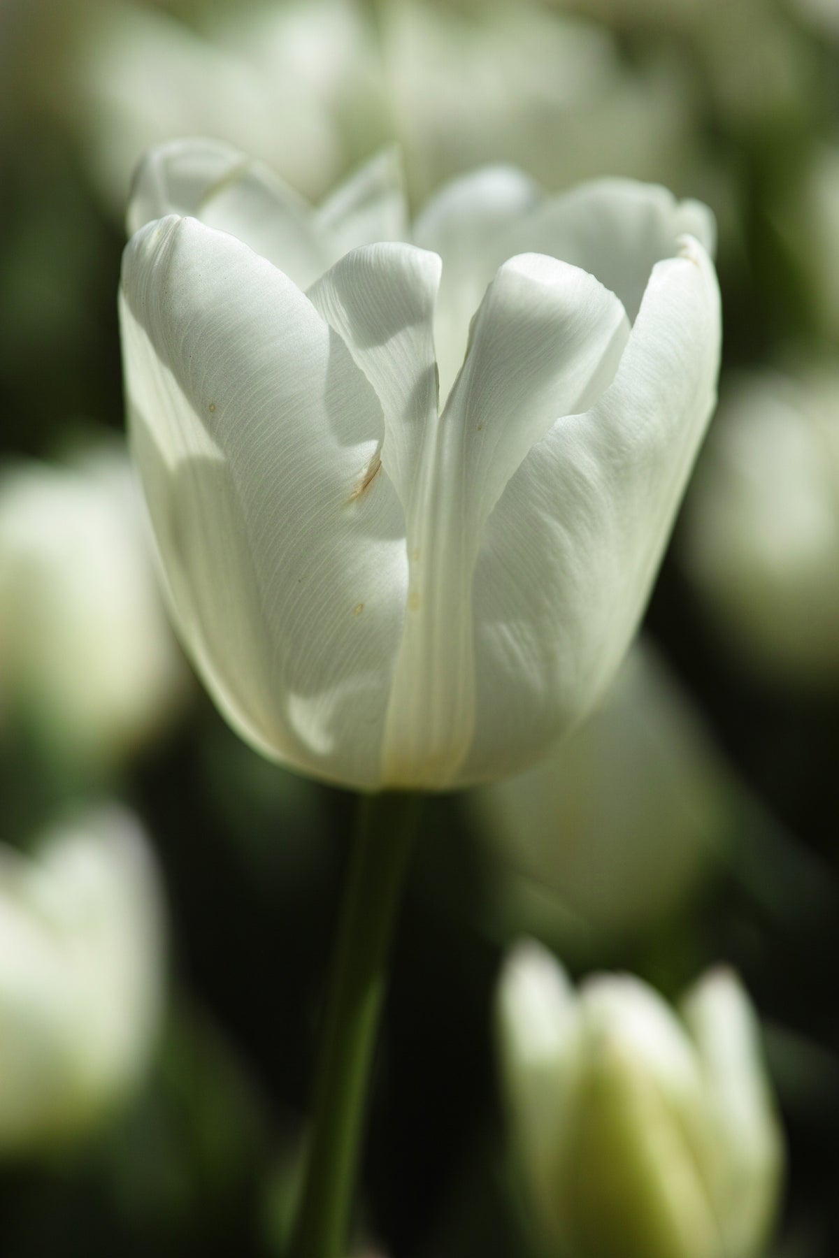 white tulip close up Poster och Canvastavla