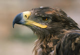 Eagle Poster och Canvastavla