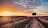 DESTINATION LAVENDER Poster och Canvastavla