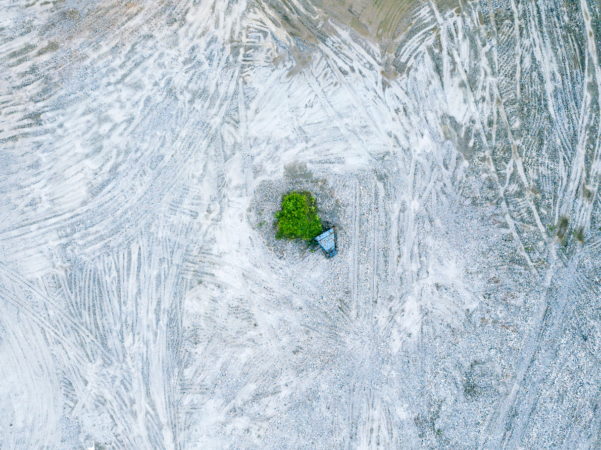 The last tree and trash can Poster och Canvastavla