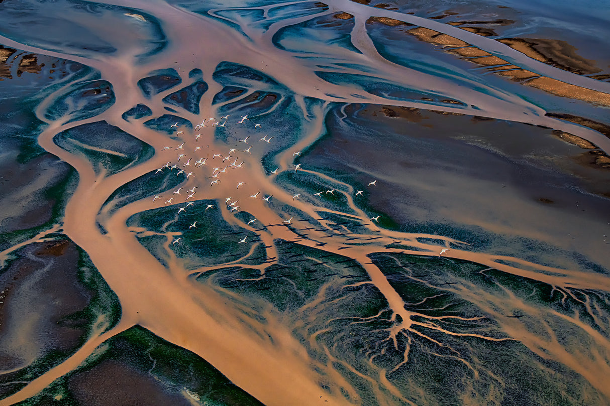 A lake that looks a tree root Poster och Canvastavla