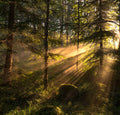 Sunrays Poster och Canvastavla
