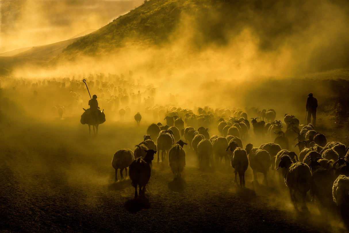 dusty journey Poster och Canvastavla