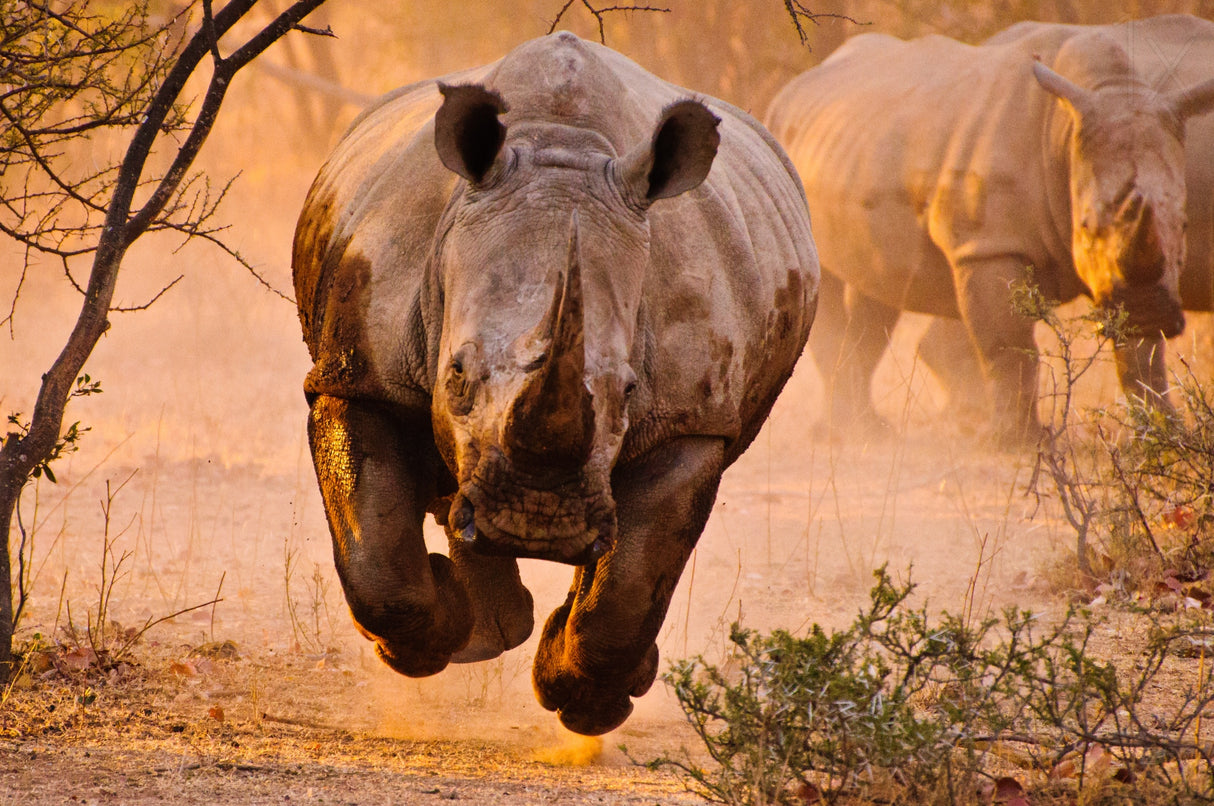 Rhino learning to fly Poster och Canvastavla