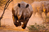 Rhino learning to fly Poster och Canvastavla