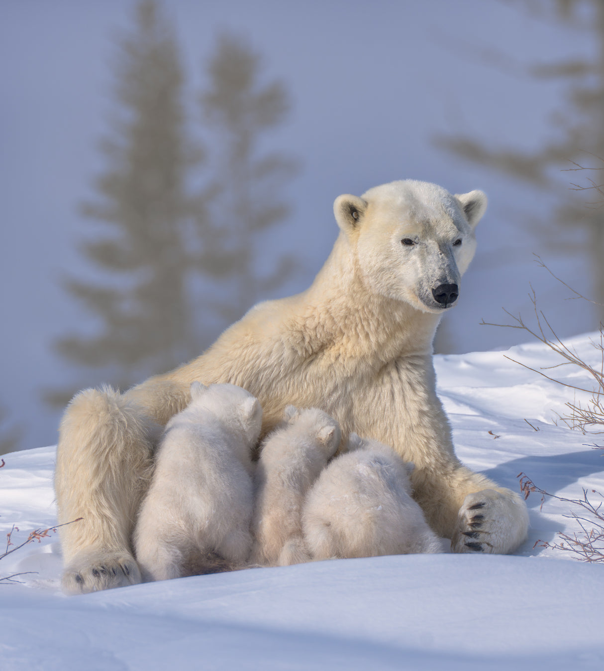 Polar Bear Mum and Triplet Poster och Canvastavla