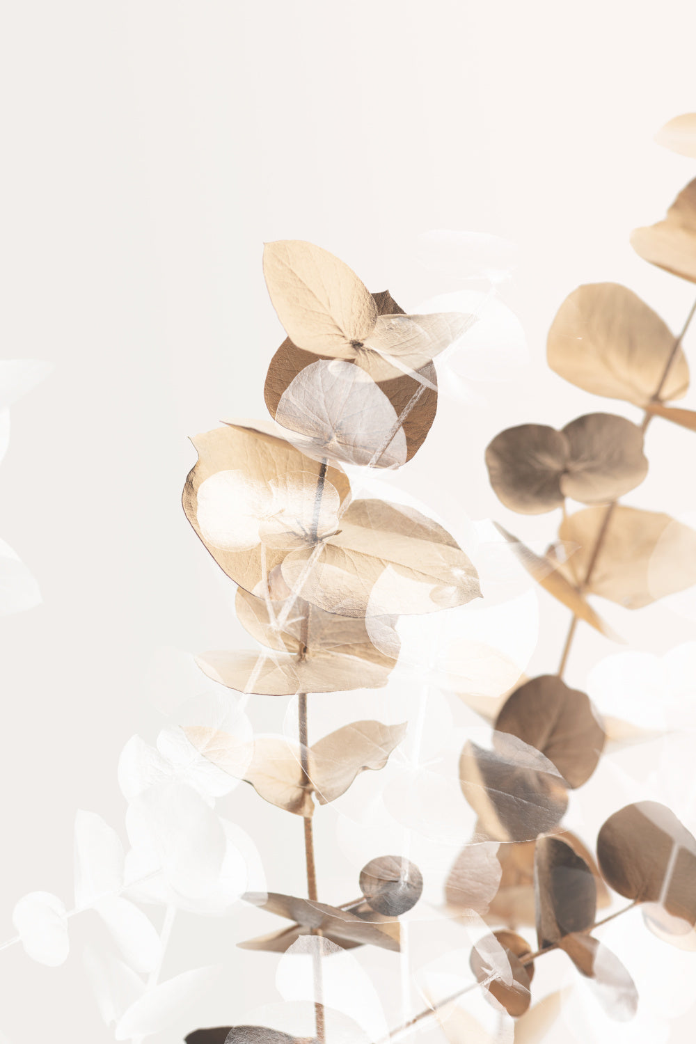 Eucalyptus Creative Gold 01 Poster och Canvastavla