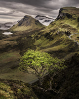 Tree In Quirange Poster och Canvastavla