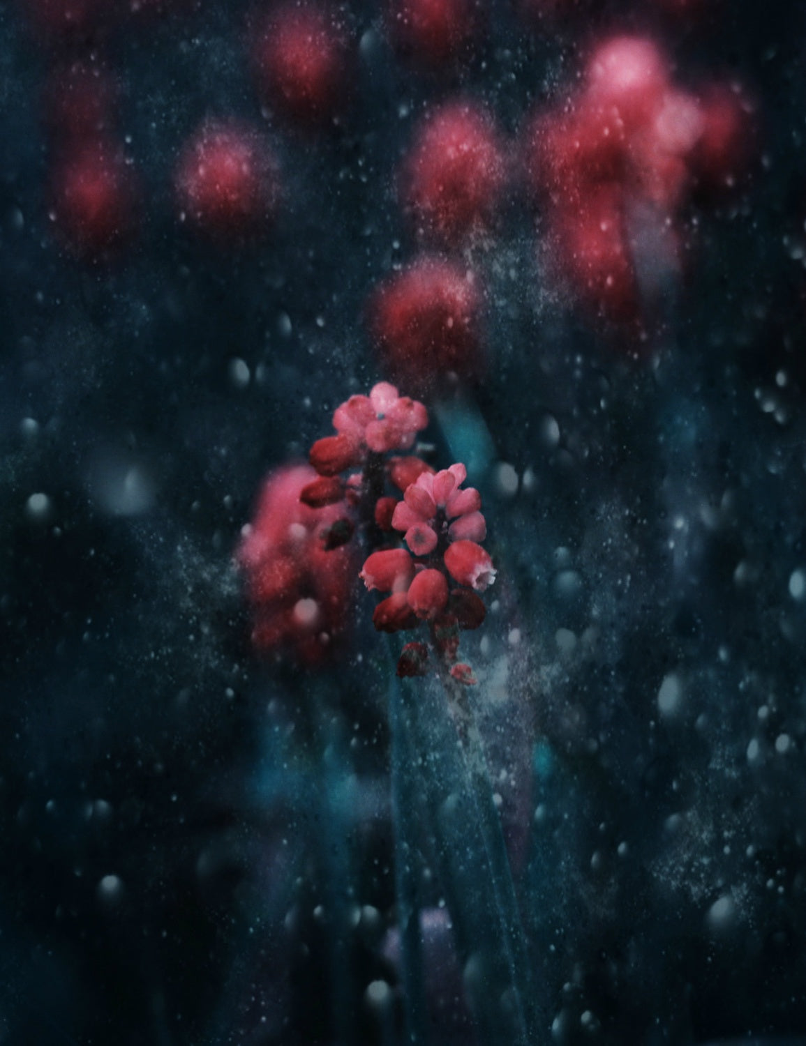 A Snowy Evening Poster och Canvastavla