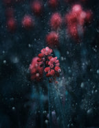 A Snowy Evening Poster och Canvastavla