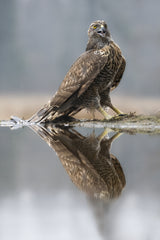 goshawk Poster och Canvastavla