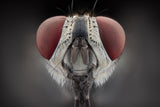 Fly Poster och Canvastavla