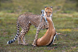 Cheetah with prey Poster och Canvastavla