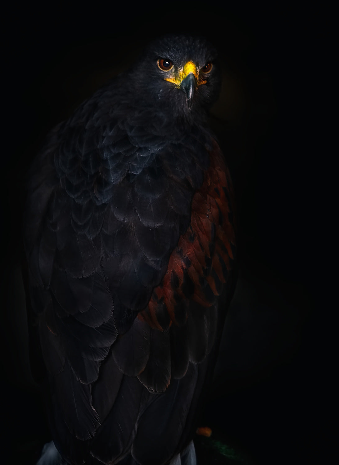 Harris's hawk portrait Poster och Canvastavla
