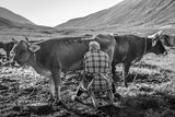 Morning under Aragats Poster och Canvastavla