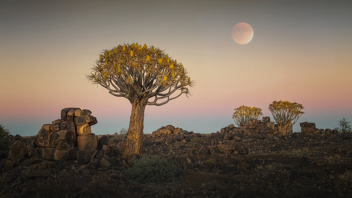 Quiver trees Poster och Canvastavla