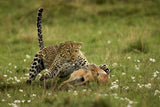 Leopard Surprise Poster och Canvastavla