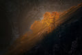 Last light on the trees Poster och Canvastavla