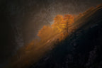 Last light on the trees Poster och Canvastavla