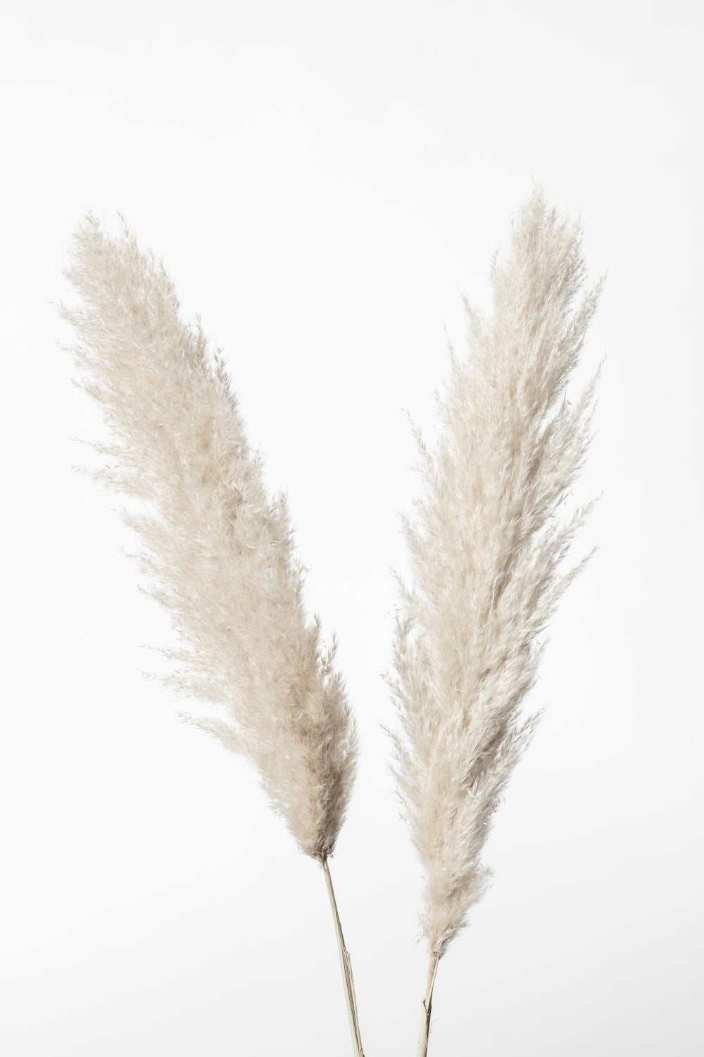 Pampas White Poster och Canvastavla