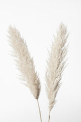 Pampas White Poster och Canvastavla