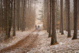 Red Pine Forest Poster och Canvastavla