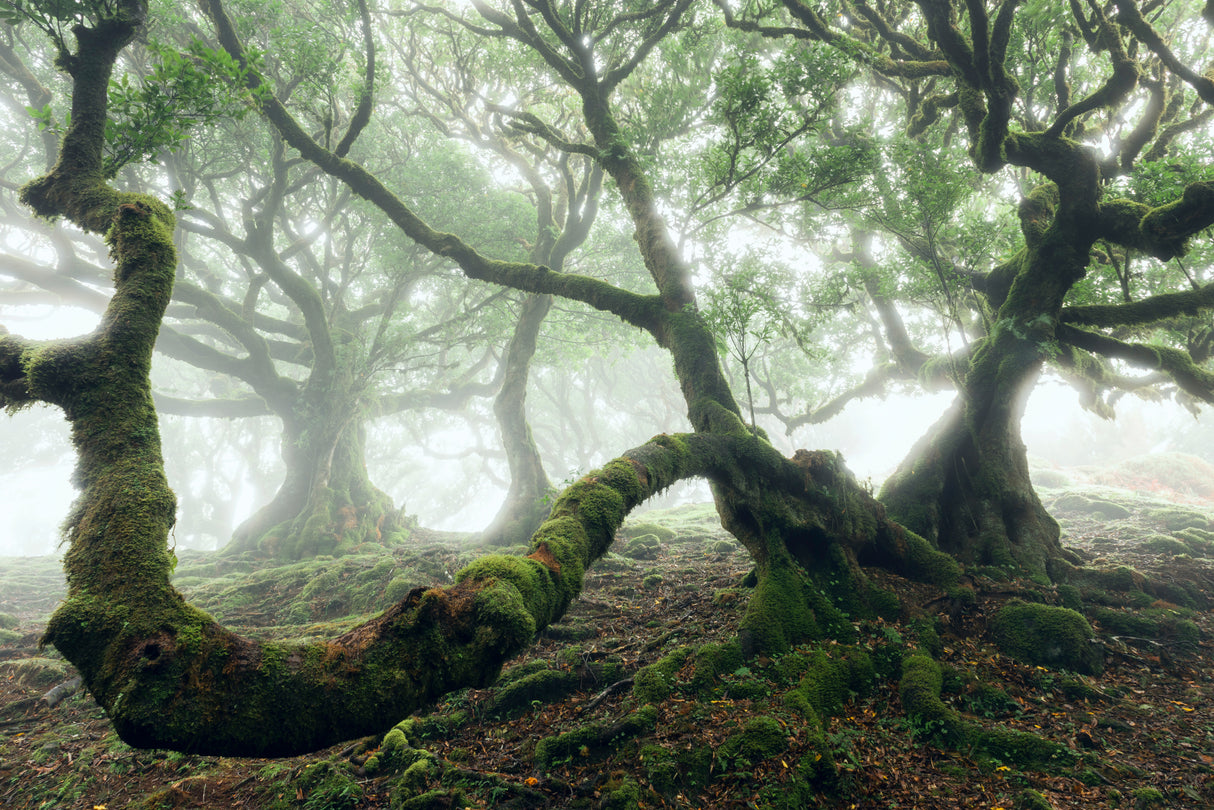 Mystic Laurel Forest Poster och Canvastavla