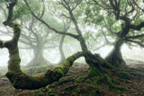 Mystic Laurel Forest Poster och Canvastavla