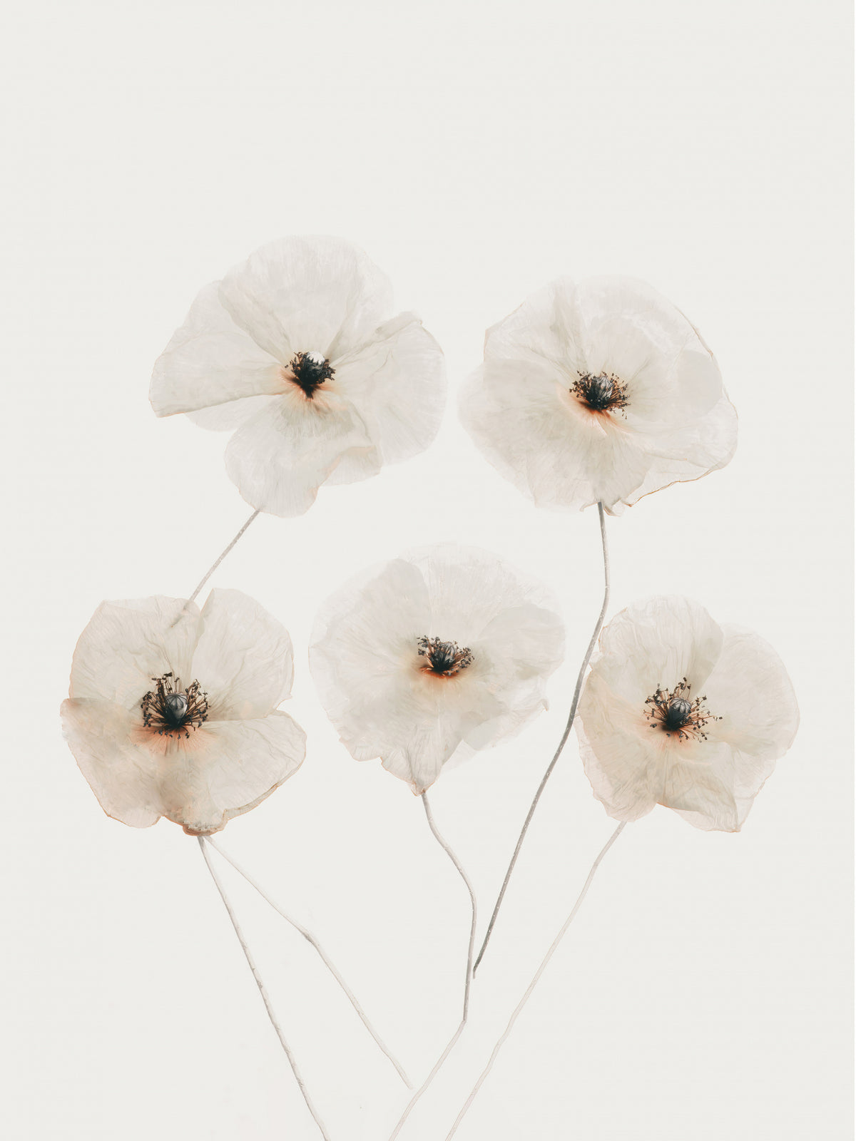 Beige Delicate Flowers Poster och Canvastavla