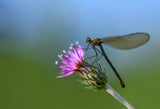 The dragonfly Poster och Canvastavla
