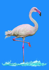 Pinkish Flamingo in water blue sky Poster och Canvastavla