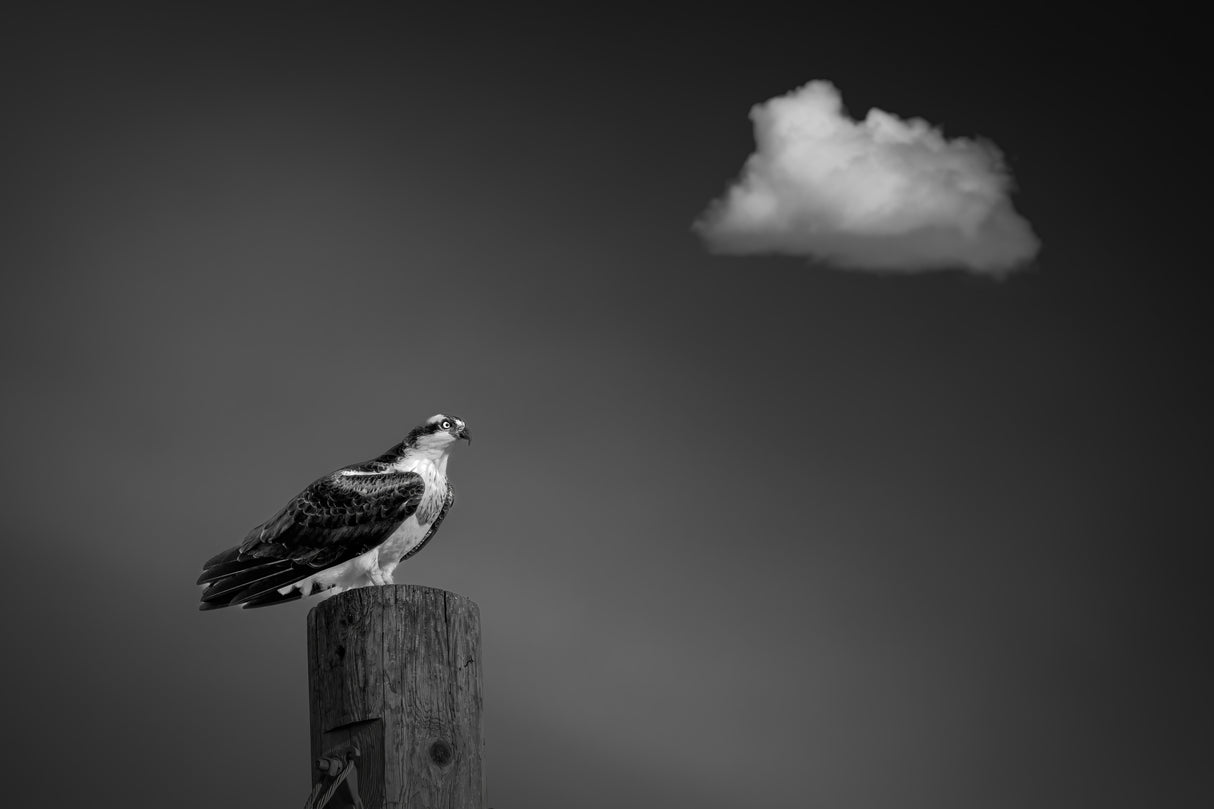 Hawk of courage Poster och Canvastavla