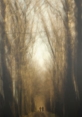 Dream Lane Poster och Canvastavla