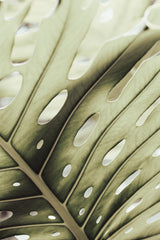 Graphic Leaf_2 Poster och Canvastavla